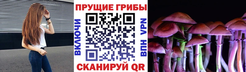 Купить  Санкт-Петербург  Галлюциногенные грибы GOLDEN TEACHER 